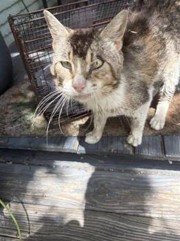AZRAEL -  Domestic Short Hair Cat for Adoption in San Antonio, Texas - AZRAEL | PetCurious