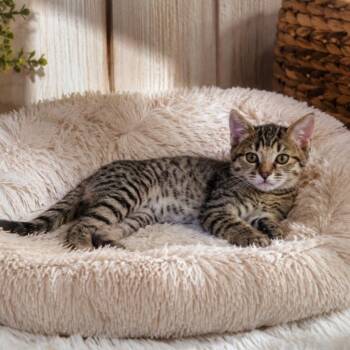 Princess Vivi -  Domestic Short Hair Cat for Adoption in Gun Barrel City, Texas - Princess Vivi | PetCurious