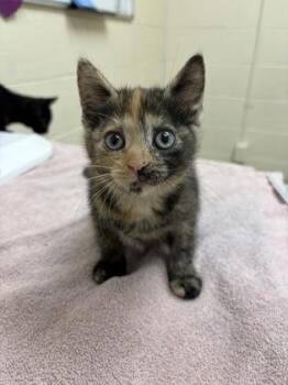 Julia -  Domestic Short Hair Cat for Adoption in Westland, Michigan - Julia | PetCurious