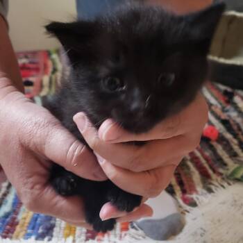 Asher -  Domestic Medium Hair Cat Available for Adoption in Mondovi, Wisconsin - Asher | PetCurious