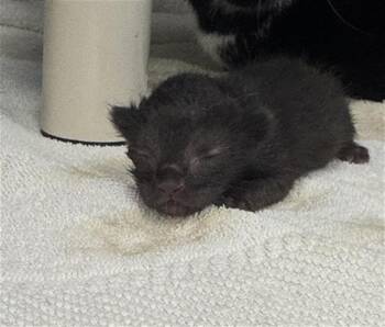 3 -  Domestic Short Hair Cat for Adoption in Dallas, Texas - 3 | PetCurious