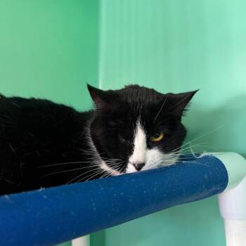 Jacky Sparrow -  Domestic Short Hair Cat for Adoption in Spanish Fork, Utah - Jacky Sparrow | PetCurious