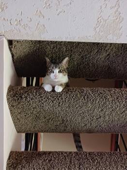 Domestic Short Hair Cats Available for Adoption in Oceanside, California - Hadley | PetCurious