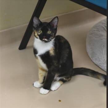 Kendall -  Domestic Short Hair Cat for Adoption in Mebane, North Carolina - Kendall | PetCurious