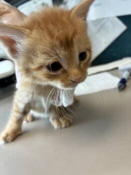 *Cheddar Cheese* -  Domestic Short Hair Cat for Adoption in Salt Lake City, Utah - *Cheddar Cheese* | PetCurious