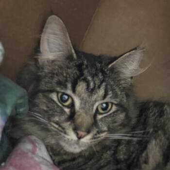 Domestic Long Hair Cats Available for Adoption in Ben Avon, Pennsylvania - Trombone  | PetCurious