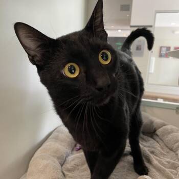 Domestic Short Hair Cats Available for Adoption in Oak Park, Illinois - Sir Legsalot | PetCurious