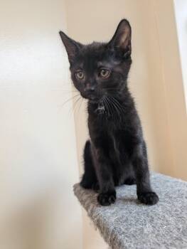 Harlow -  Domestic Short Hair Cat for Adoption in Medford, Massachusetts - Harlow | PetCurious
