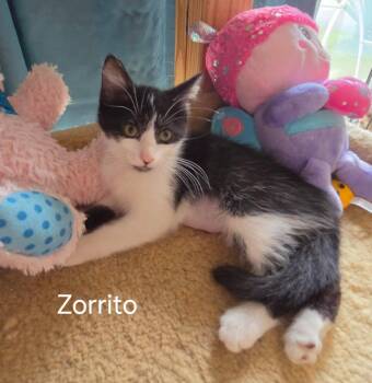 Domestic Short Hair Cats Available for Adoption in Oviedo, Florida - Zorrito | PetCurious
