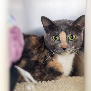 Rescue Domestic Short Hair Cats for Adoption - Foxy | PetCurious