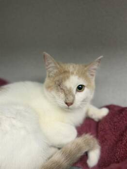 AGGIE -  Domestic Short Hair Cat Available for Adoption in Omaha, Nebraska - AGGIE | PetCurious
