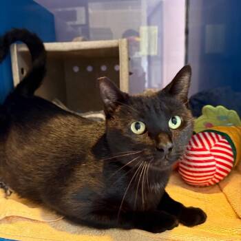 Auricle -  Domestic Short Hair Cat for Adoption in Los Angeles, California - Auricle | PetCurious
