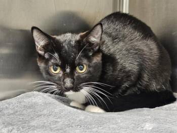 BETHANY -  Domestic Short Hair Cat for Adoption in Tustin, California - BETHANY | PetCurious