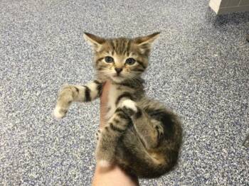 A1930047 -  Domestic Short Hair Cat for Adoption in Thousand Palms, California - A1930047 | PetCurious