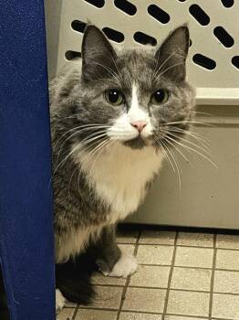 ALLOY -  Domestic Long Hair Cat for Adoption in Clyde, North Carolina - ALLOY | PetCurious