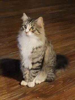 Domestic Medium Hair Cats Available for Adoption - Sambuca  | PetCurious
