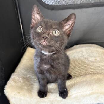 Fiji (Grey) -  Domestic Short Hair Cat for Adoption in Long Beach, California - Fiji (Grey) | PetCurious