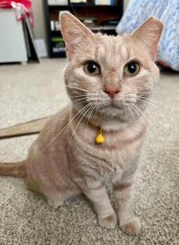 Pumpkin -  Tabby Cat for Adoption in Oriental, North Carolina - Pumpkin | PetCurious
