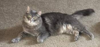 Ashes -  Domestic Long Hair and Domestic Short Hair Cat for Adoption in Fairfax, Virginia - Ashes | PetCurious