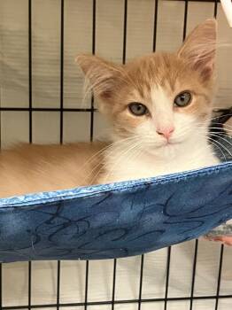 Tangle -  Domestic Long Hair Cat for Adoption in Lunenburg, Massachusetts - Tangle | PetCurious