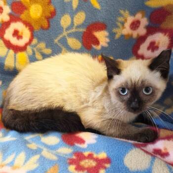 Puss -  Domestic Short Hair Cat for Adoption in Mt. Juliet, Tennessee - Puss | PetCurious