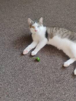 Rescue Domestic Short Hair Cats for Adoption in Idaho Falls, Idaho - Neeko | PetCurious