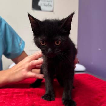 Nora -  Domestic Short Hair Cat for Adoption in Englewood, Florida - Nora | PetCurious