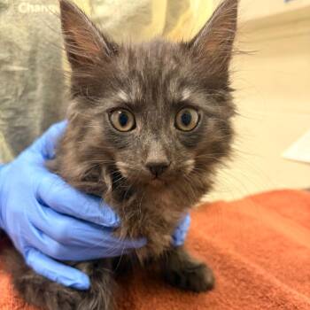 Josh -  Domestic Long Hair Cat for Adoption in Murray, Utah - Josh | PetCurious