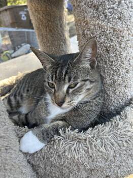 Wendy -  Domestic Short Hair and Tabby Cat for Adoption in Walnut Creek, California - Wendy | PetCurious