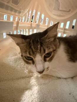 CLAIR -  Tabby Cat for Adoption in Margate, Florida - CLAIR | PetCurious
