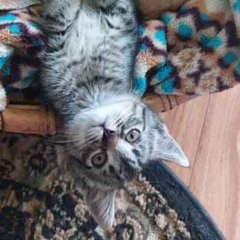 Domestic Short Hair Cats Available for Adoption in Santa Rosa, California - Fiona (bonded With Angus) | PetCurious