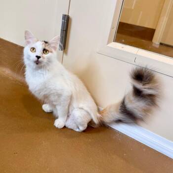 Toast -  Domestic Short Hair Cat for Adoption in Agoura Hills, California - Toast | PetCurious