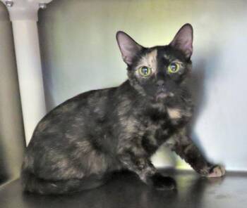 Beth -  Domestic Short Hair Cat for Adoption in Lexington, Virginia - Beth | PetCurious