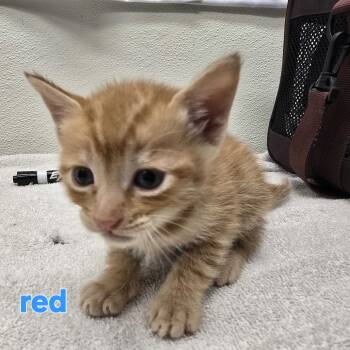 Rescue Domestic Short Hair Cats for Adoption in Spokane, Washington - Rockhound | PetCurious