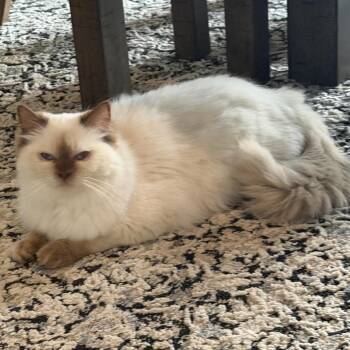 Chloe -  Himalayan Cat for Adoption in Monroe, Michigan - Chloe | PetCurious