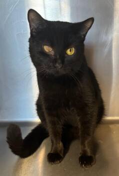 Rescue Tabby Cats for Adoption in Snow Hill, North Carolina - Moon | PetCurious