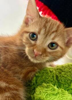 Goldie 1216-26 -  Domestic Short Hair Cat for Adoption in Cumming, Georgia - Goldie 1216-26 | PetCurious