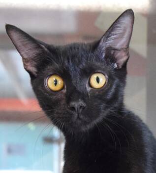 Jaeger -  Domestic Short Hair Cat for Adoption in Bulverde, Texas - Jaeger | PetCurious