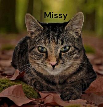 Tabby Cats Available for Adoption in Weems, Virginia - Missy | PetCurious