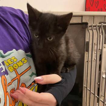 Solstice -  Domestic Short Hair Cat Available for Adoption in Monroe, Louisiana - Solstice | PetCurious