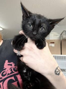 Storm -  Domestic Short Hair Cat for Adoption in Bolivar, Missouri - Storm | PetCurious