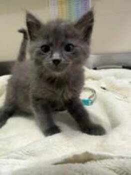 Garth holiday -  Domestic Short Hair Cat for Adoption in Manitowoc, Wisconsin - Garth Holiday | PetCurious