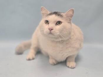 Max -  Domestic Short Hair Cat for Adoption in Minneapolis, Minnesota - Max | PetCurious