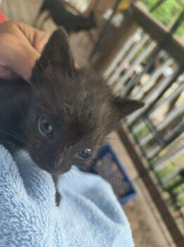 Zade -  Domestic Short Hair Cat for Adoption in Stover, Missouri - Zade | PetCurious