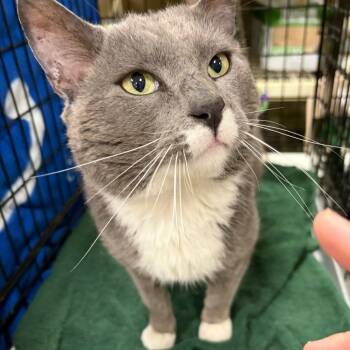 Domestic Short Hair Cats Available for Adoption in Rochester, Minnesota - Festus | PetCurious
