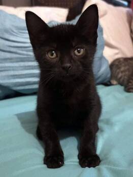 C-3PO at PetSmart in Athens, GA -  Domestic Short Hair Cat for Adoption in Watkinsville, Georgia - C-3PO At PetSmart In Athens, GA | PetCurious