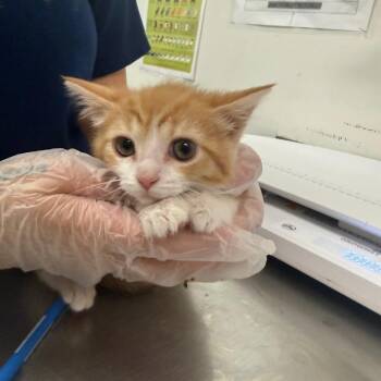 Cheese -  Domestic Medium Hair Cat for Adoption in Charleston, West Virginia - Cheese | PetCurious