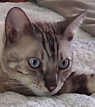 Luca The Bengal -  Bengal Cat for Adoption in Salem, New Hampshire - Luca The Bengal | PetCurious