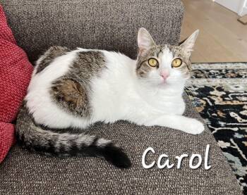Domestic Medium Hair Cats Available for Adoption in Redondo Beach, California - Carol | PetCurious