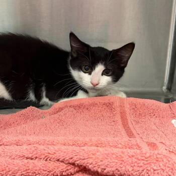 Cow -  Domestic Short Hair Cat for Adoption in East Hanover, New Jersey - Cow | PetCurious
